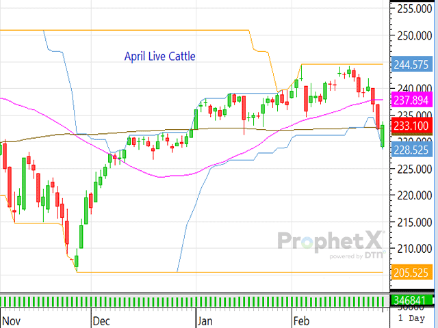 With external pressures intensifying, live cattle recently plunged below its 100-day moving average, carving out a new futures low for 2026. (DTN ProphetX Chart)