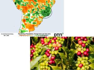 Rains Help Coffee Prospects Percolate to Record Levels