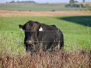 NDSU: Bull Management From Sale to Pasture Is Important