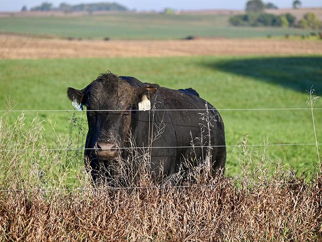 After buying bulls and before they go to grass is an important period for them to be in the proper body condition and have the correct nutritional plan before breeding season. (DTN photo by Jennifer Carrico)