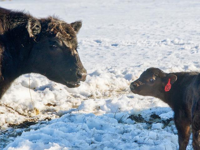 Winter and blizzard-like conditions along with other natural disasters can make life on the farm and ranch a challenge. (DTN/Progressive Farmer photo by Jennifer Carrico)