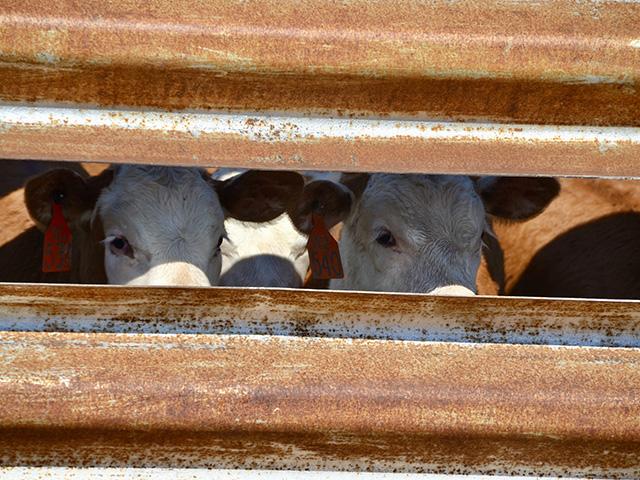 The ripple effect of the market's current stressors isn't something the complex should overlook. (DTN file photo by Jennifer Carrico)