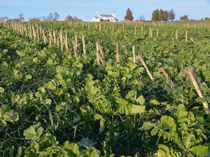 National Survey Seeks Farmer Thoughts on Cover Crops