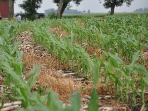 Rabobank: Fertilizer Shock Unlikely to Shift 2026 Acres, But Risks Build Ahead