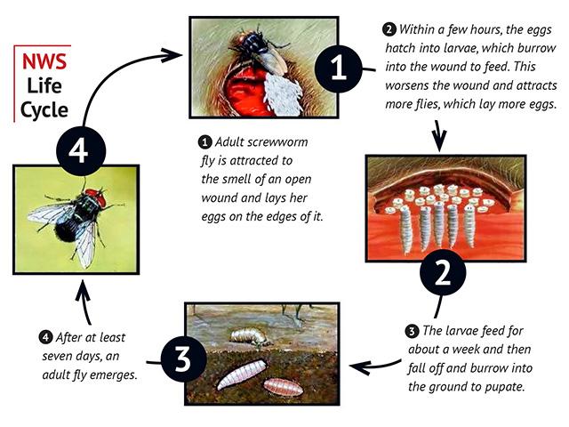 The New World screwworm life cycle spans 21 days and can cause different kinds of damage in each stage. (Illustrations by USDA Animal and Plant Health Inspection Service; text adapted from pages 218-219 in "Atlas of Transboundary Animal Diseases," by Peter J. Fernandez and William R. White (Paris: World Organization for Animal Health, 2010))