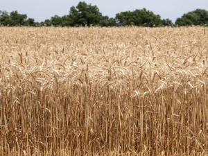 Entries Now Being Accepted for 2026 National Wheat Yield Contest
