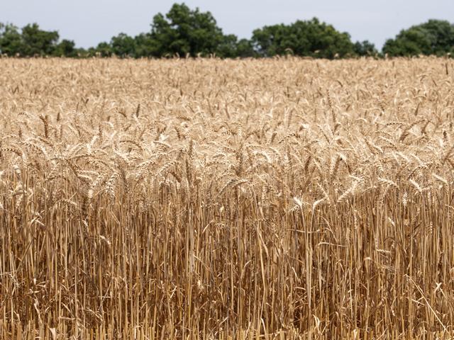 Those growing spring or winter wheat, either irrigated or dryland, are encouraged to enter the 11th annual National Wheat Yield Contest. (DTN photo by Jason Jenkins)
