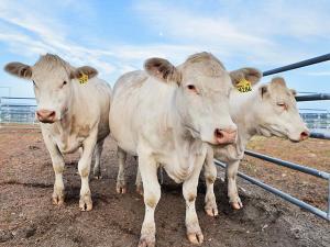 Artificial Insemination Synchronization Programs Work Differently in Each Herd