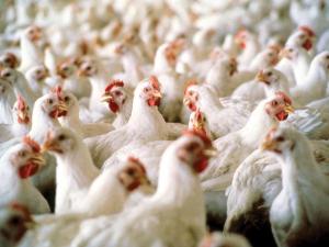 Court Turns Away Poultry Settlements in Illinois River Watershed Pollution Case