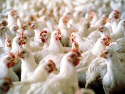 Court Turns Away Poultry Settlements in Illinois River Watershed Pollution Case