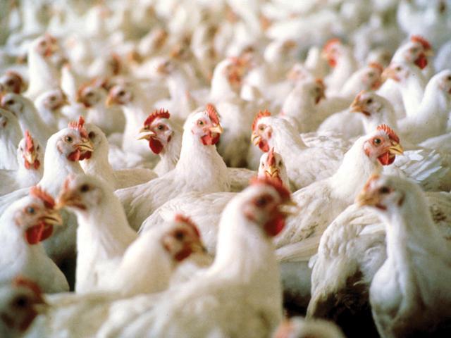 A federal court denied poultry pollution settlements between the state of Oklahoma and four poultry companies. (Photo courtesy of Mississippi State University Ag Communications)