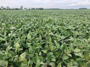 From Strait of Hormuz to Canadian Soybean Growers: Bullish on Uncertainty