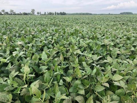 From Strait of Hormuz to Canadian Soybean Growers: Bullish on Uncertainty